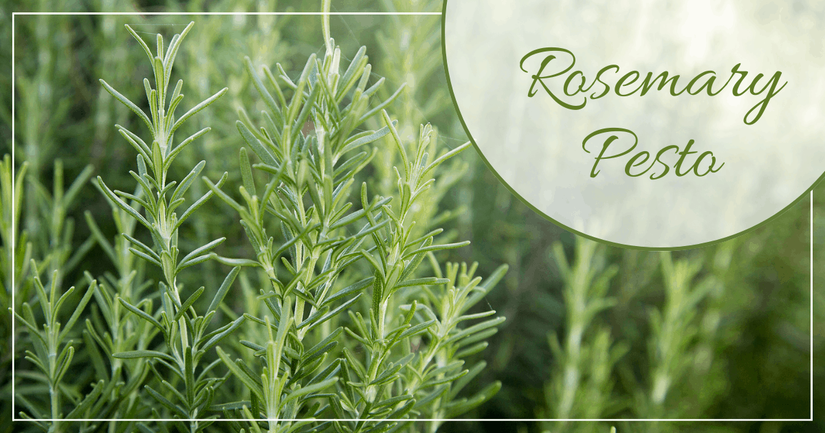 Rosemary Pesto Recipe
