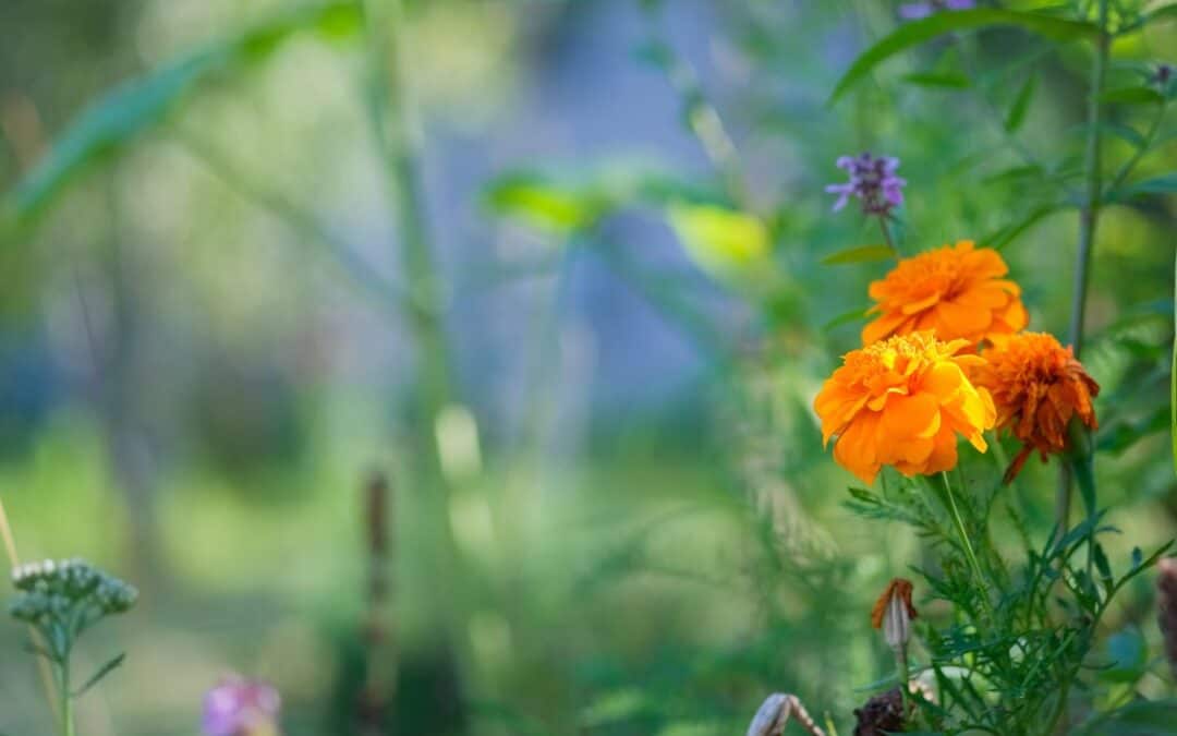 10 Tips to Reduce Spring Allergies