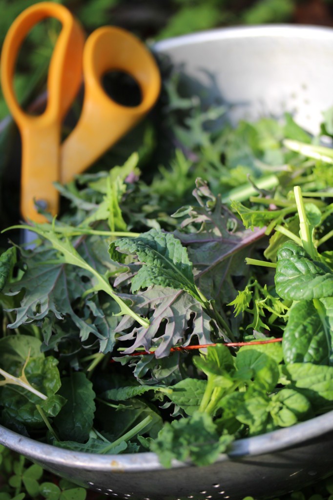 how to get kids to eat veggies - fresh garden salad greens 