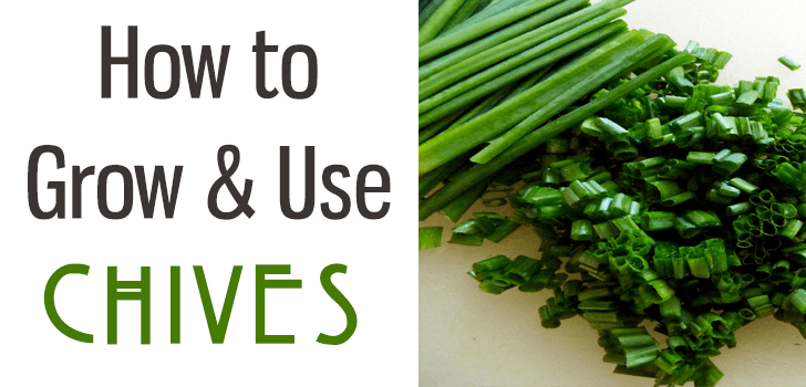 Chives Health Benefits & How to Use Chives