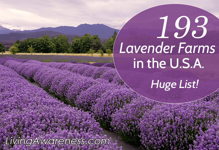 List of 193 Organic Lavender Farms