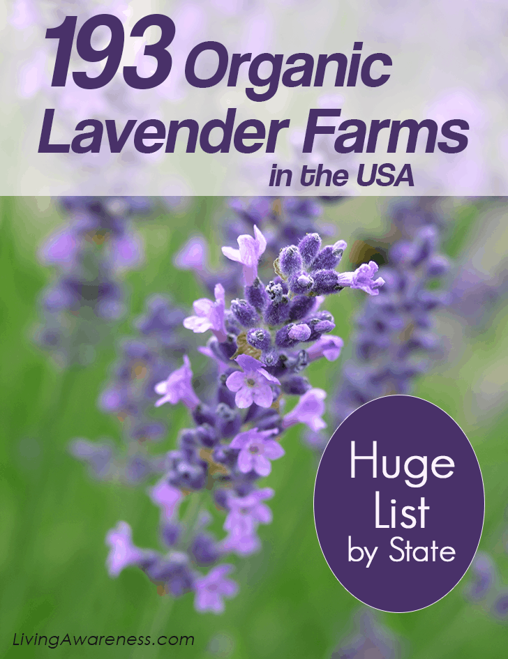 List-of-Organic-Lavender-Farms