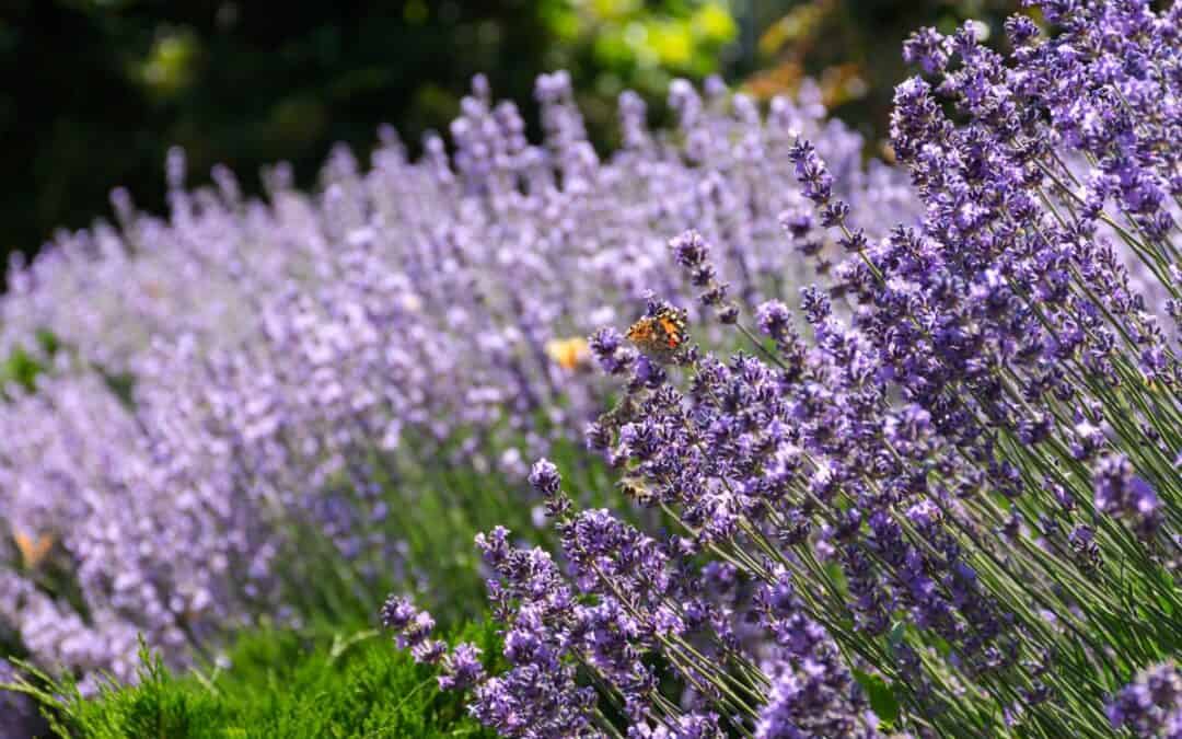 List of 193 Organic Lavender Farms