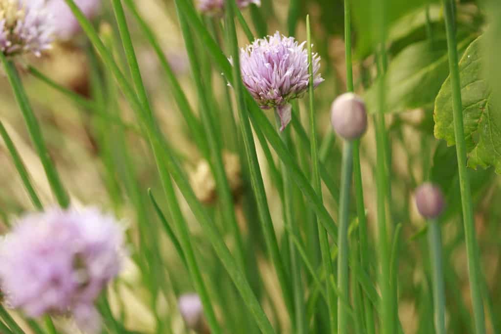chives health benefits