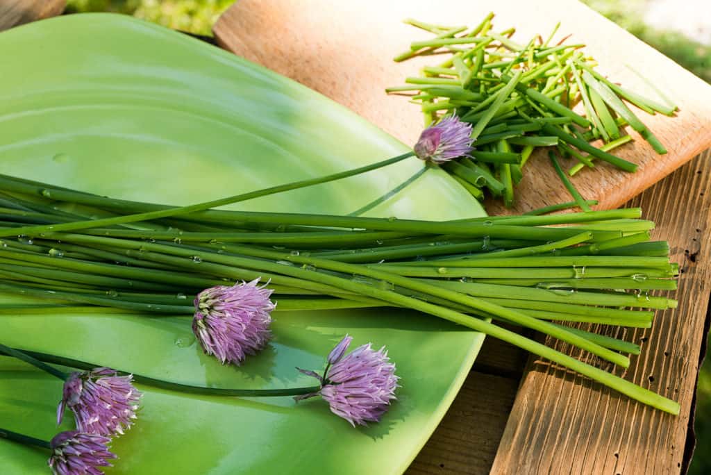 how to use chives