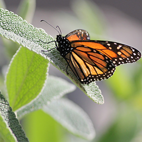 Journey to the Plants Meditation
