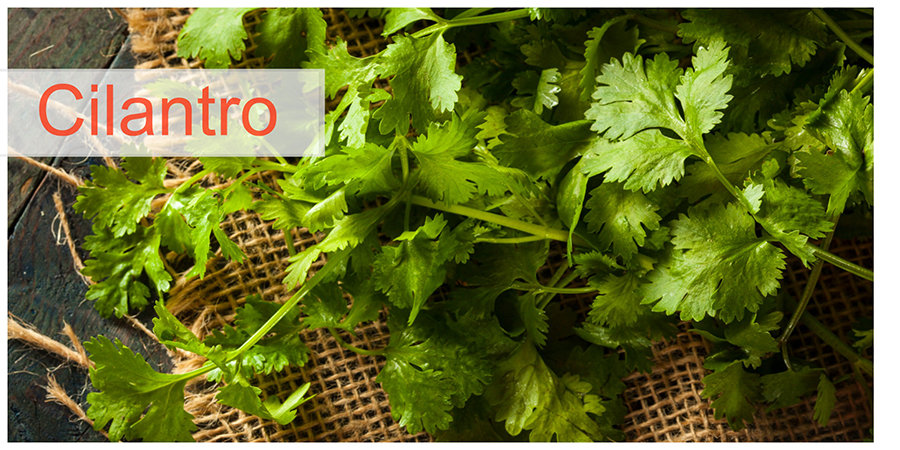Cilantro: Delicious Culinary Herb and Healing Herbal Medicine