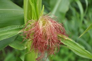 Corn Silk