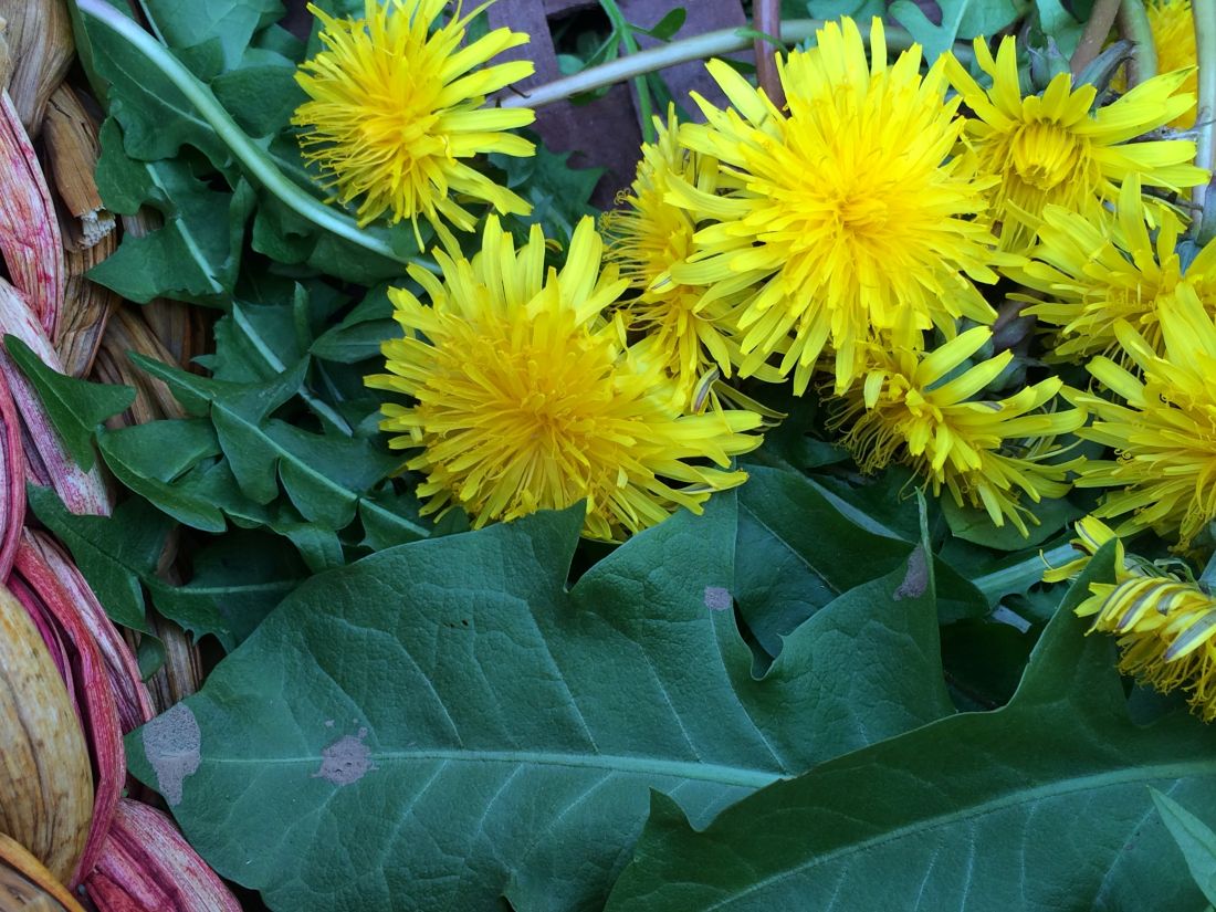 Why Should You Eat Dandelion Greens? Tips & Health Benefits