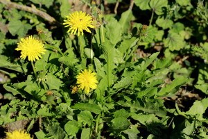 Dandelion Plant