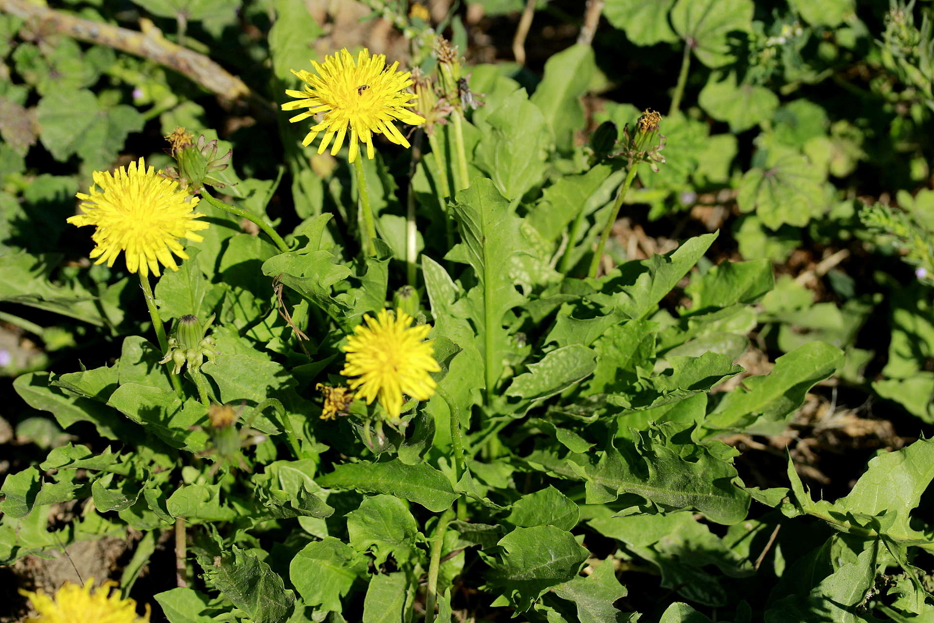 12-health-benefits-of-dandelion-leaves-and-dandelion-root-infographic