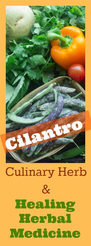 Cilantro Culinary Herbs for Healthy Living