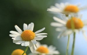 bathing herbs: chamomile flower bath benefits