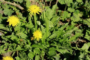 why eat dandelion greens