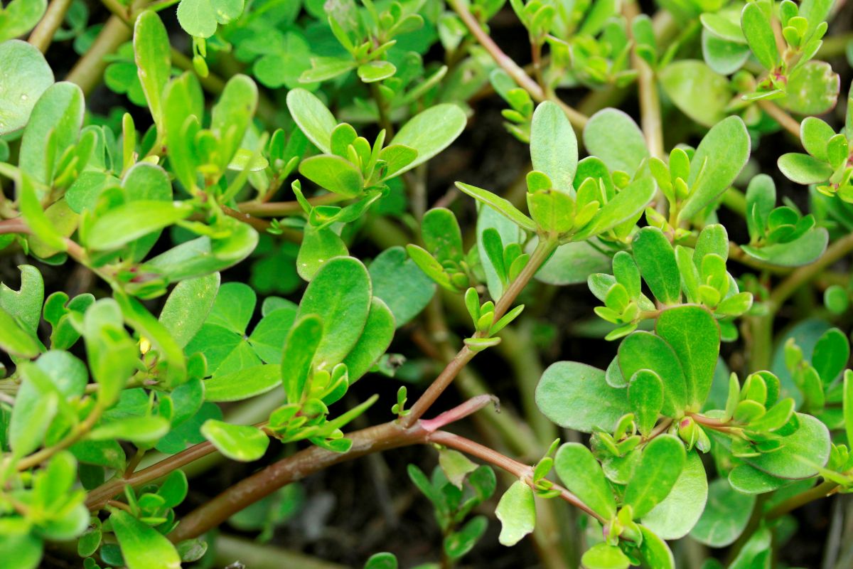 Purslane: Pesky Weed or Healing Superfood?