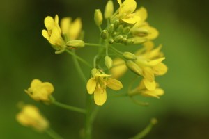 mustard flower