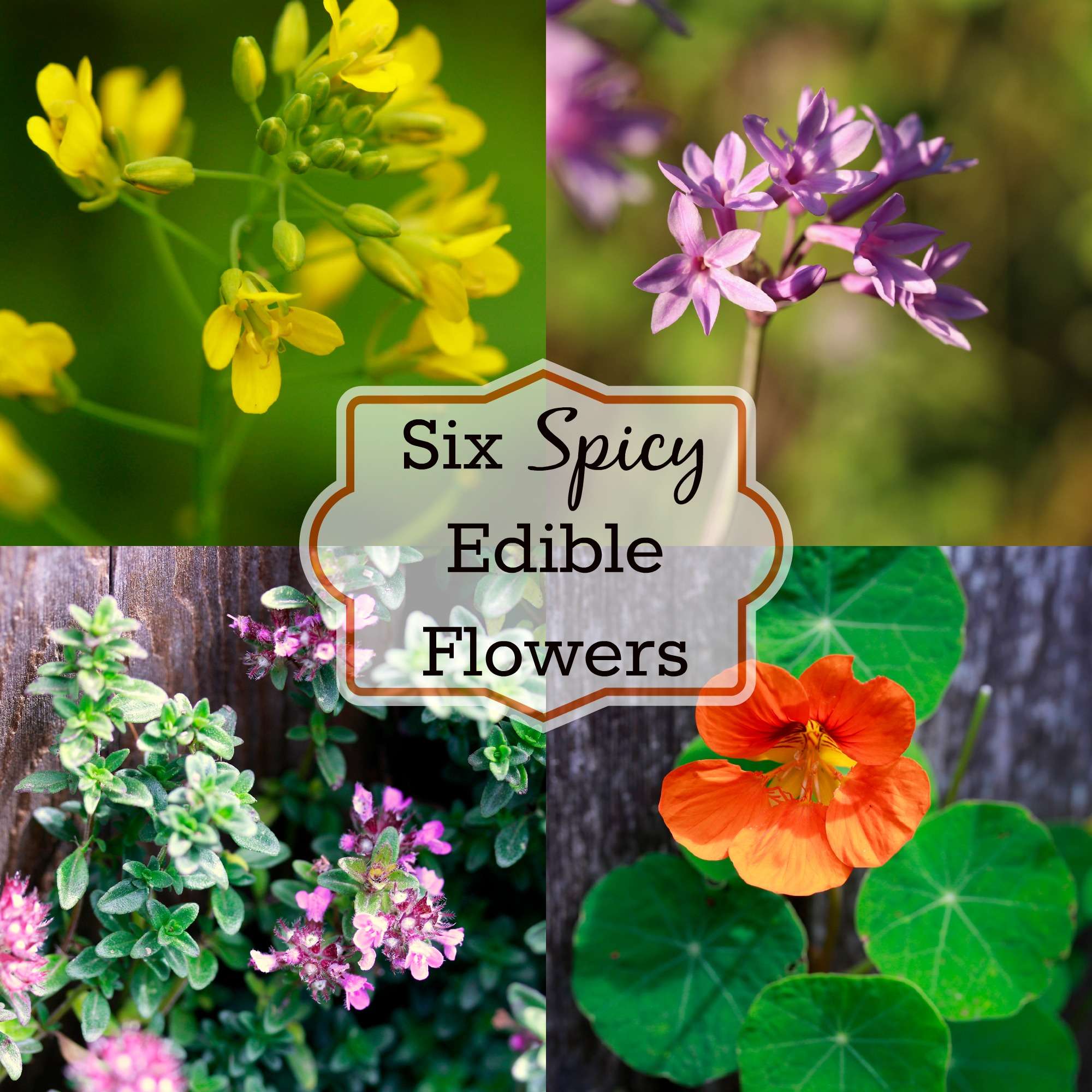 six spicy edible flowers