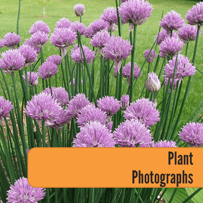 Plant-Photographs