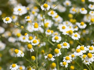 Blooming Chamomile Flowers