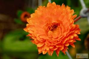 Calendula Flower