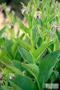 Comfrey Plant