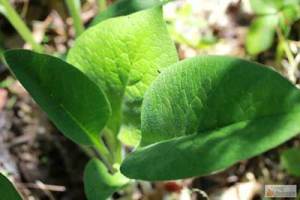 Comfrey sprout