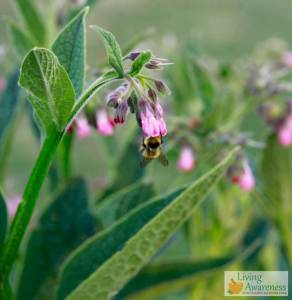 Comfrey flower