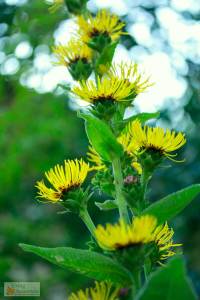 Elecampane