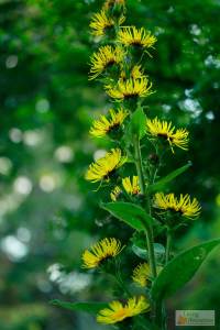 Elecampane