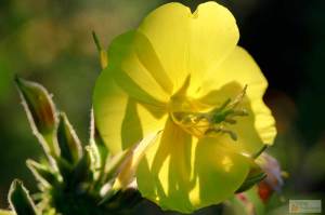 Evening Primrose