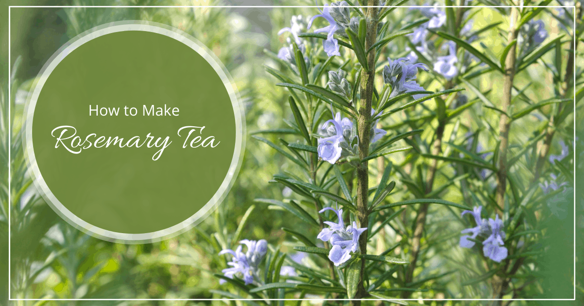 How to Make Rosemary Tea for Memory & Circulation