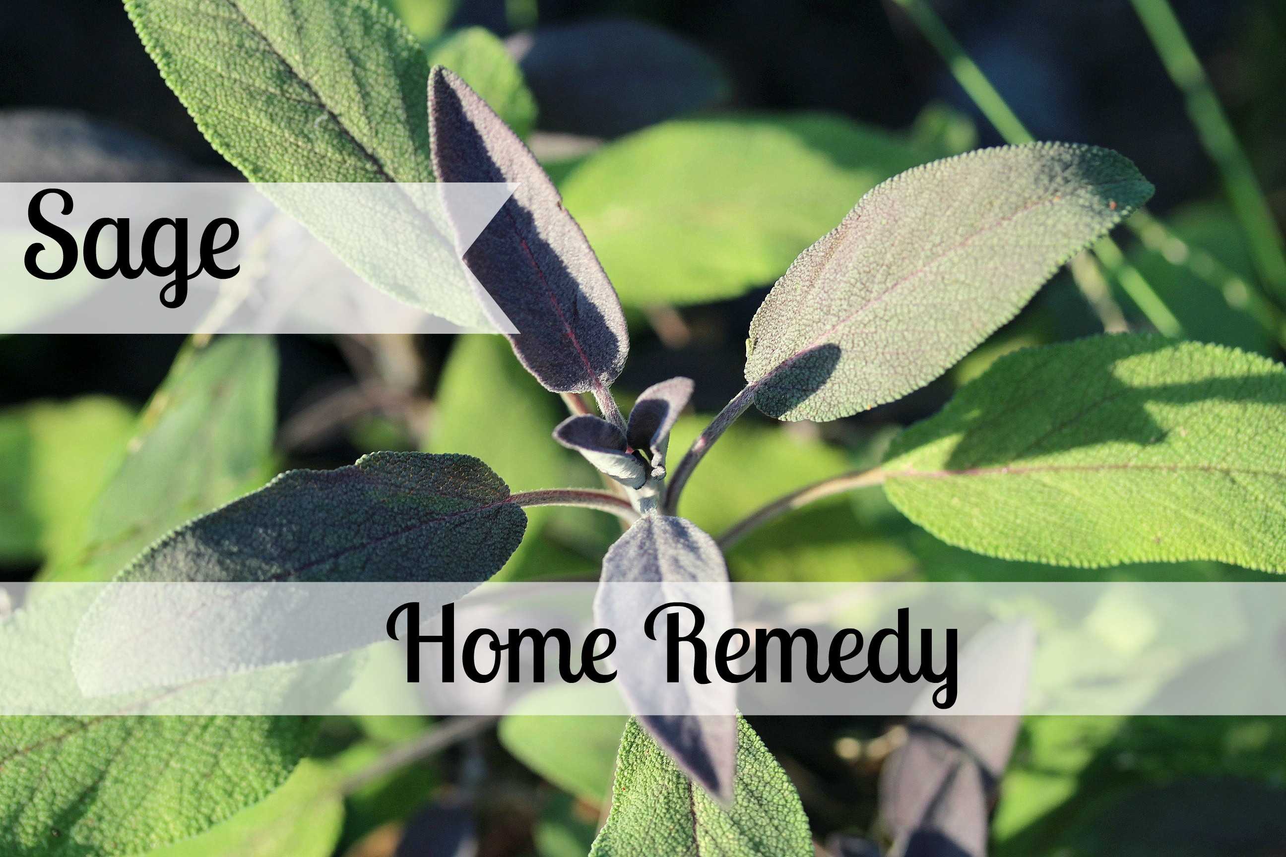 Sage Home Remedy
