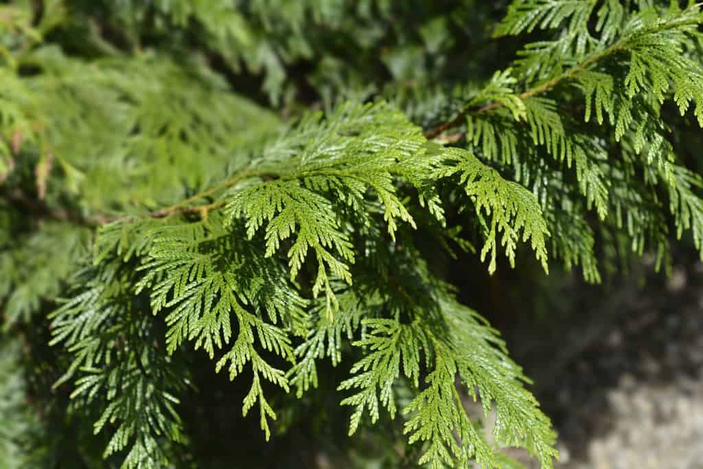 cedar tree medicine