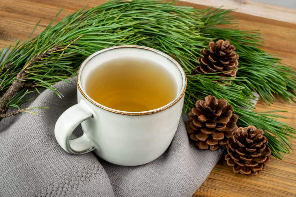 warming pine needle herbal tea