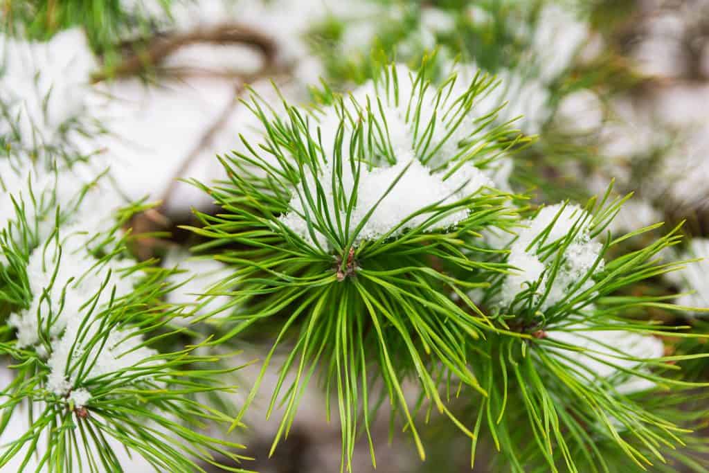 pine tree medicine