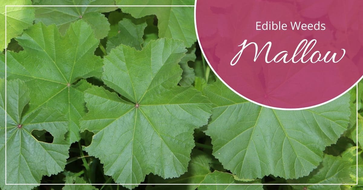 Mallow: The Edible Weed With Health Benefits