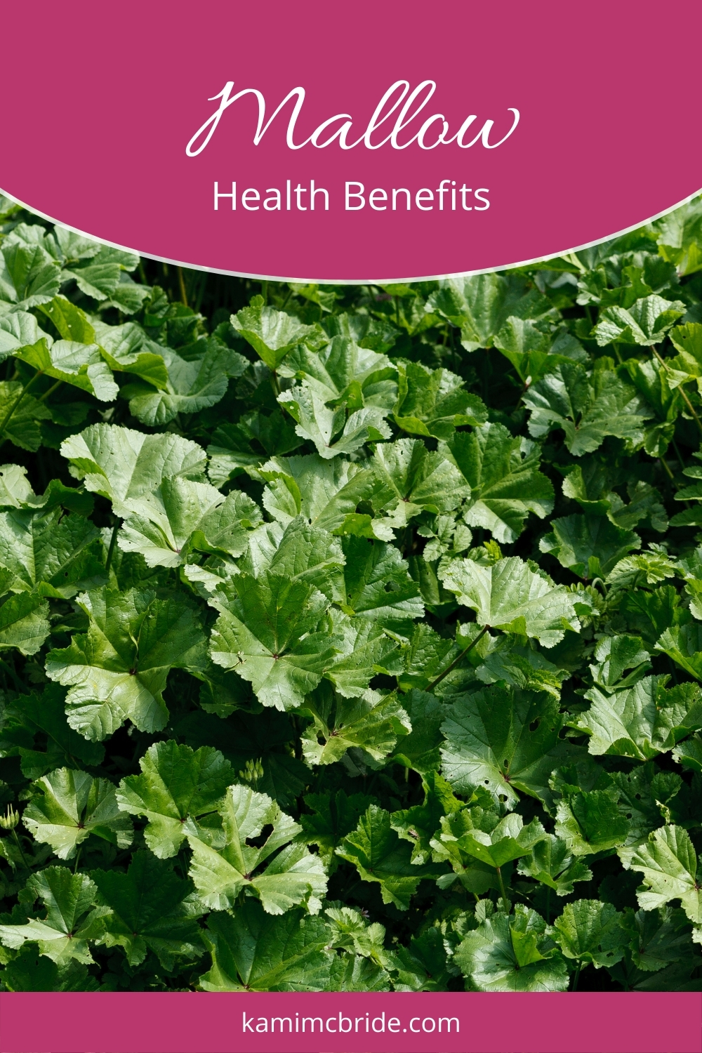 mallow plant health benefits
