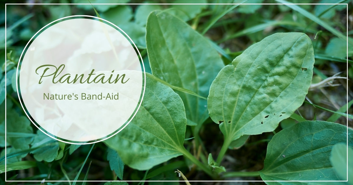 Plantain Herb: Nature’s Band-Aid