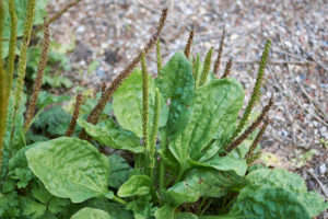 plantain (Plantago major)