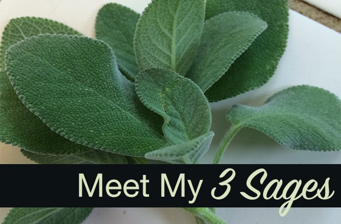 Meet My 3 Sages + Roasted Sage Leaves Recipe