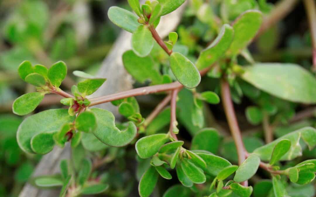 Purslane: Health Benefits & How to Eat It