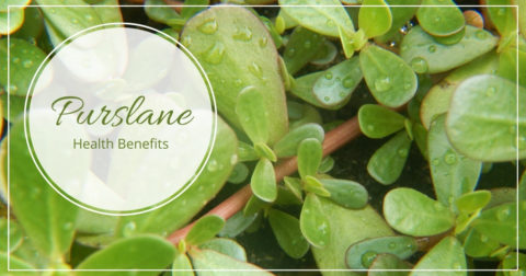 purslane