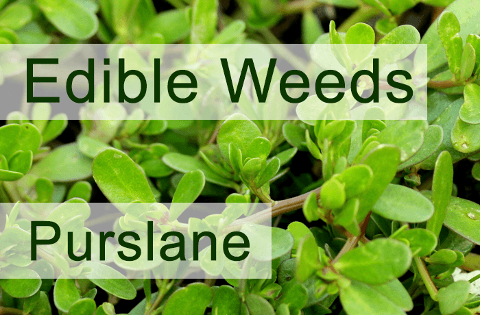 Types Of Edible Weeds