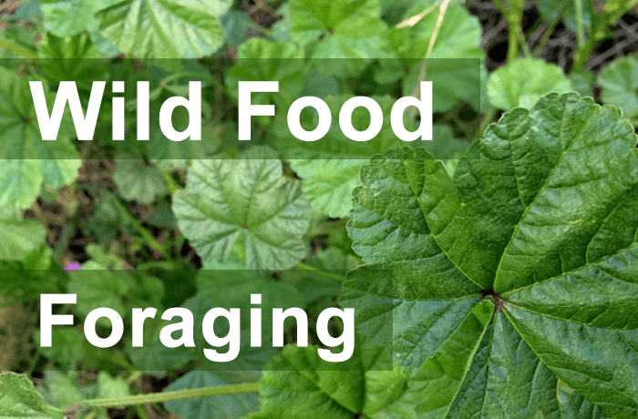 Wild Food Foraging