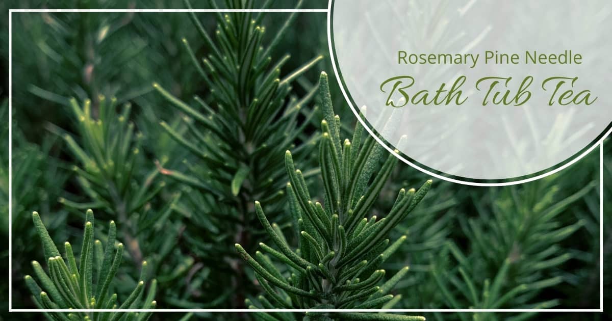 Warm Up With This Rosemary Pine Needle Bath Tub Tea Recipe