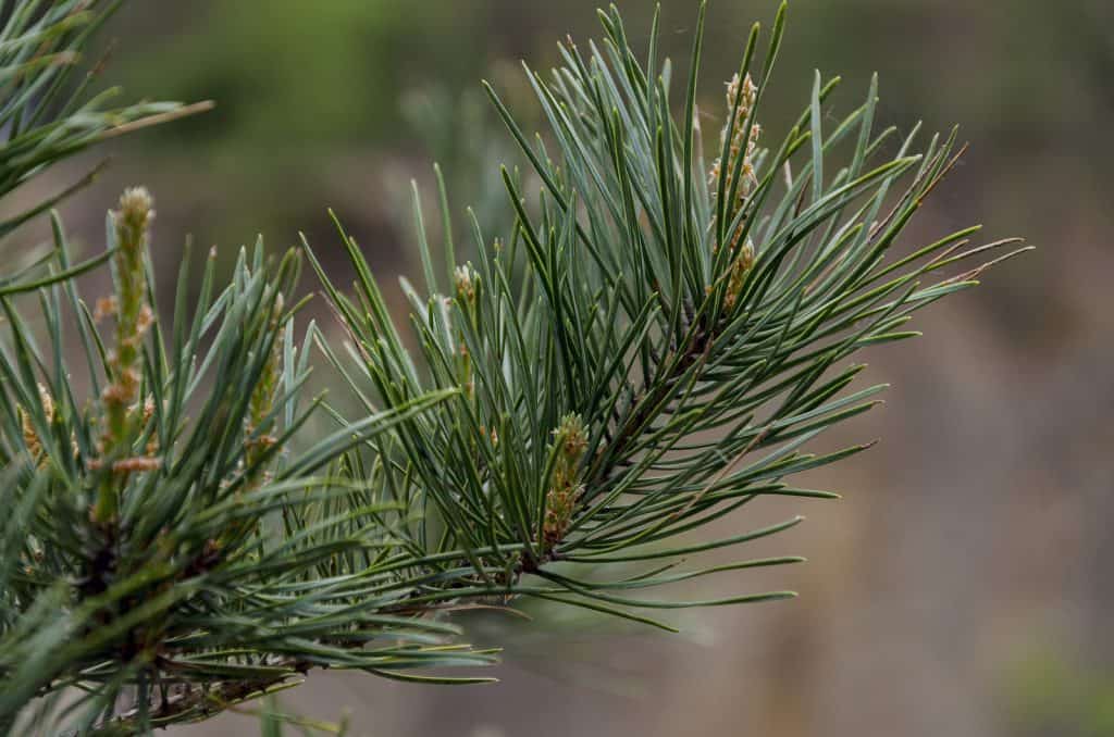 pine needle bath benefits