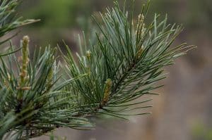 pine needle bath benefits