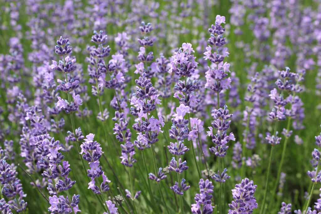 infused lavender oil
