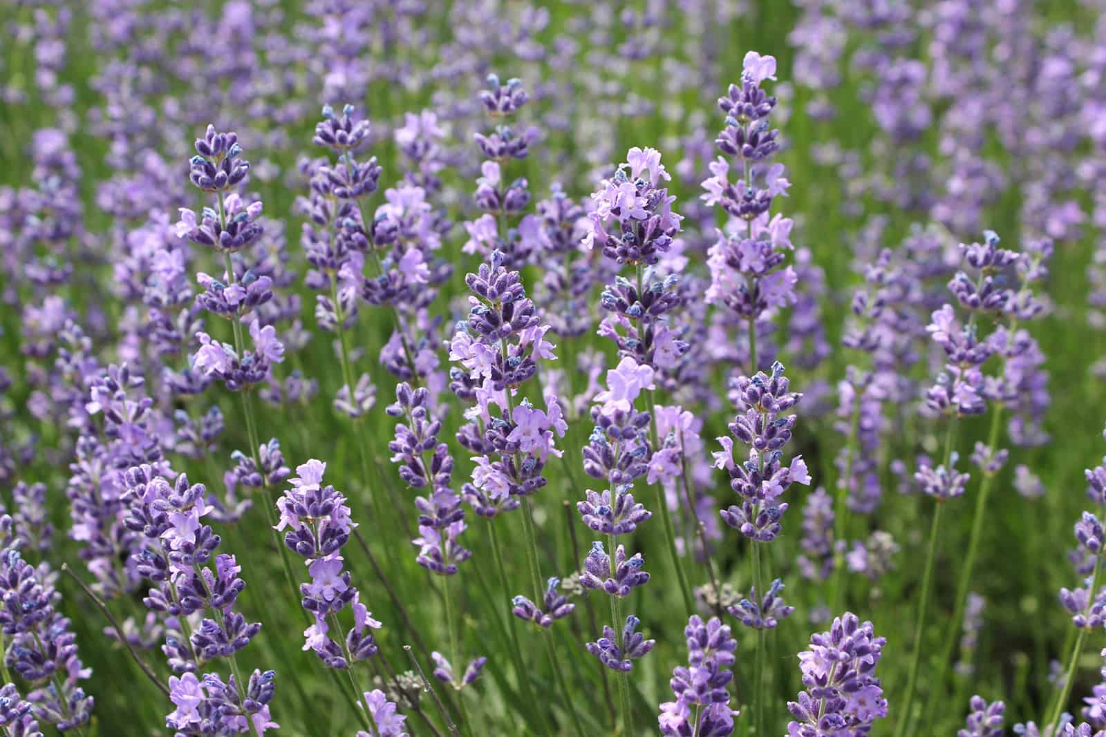 Lavender Stalk Among Lavender Field. Lavender Field. Lavender Fl - Kami ...