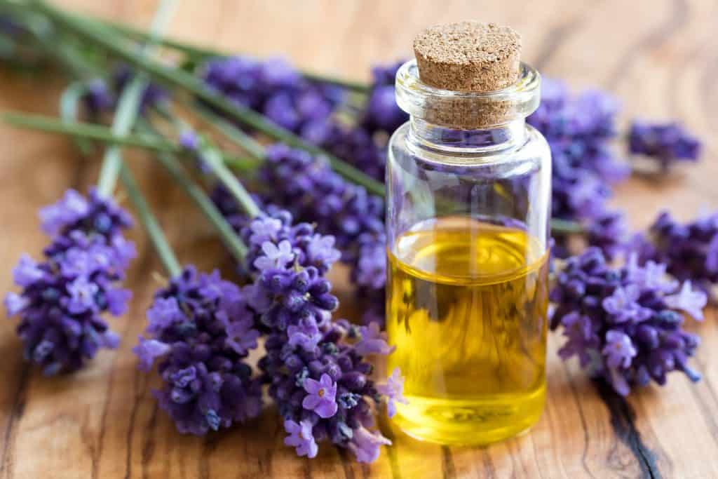 lavender herbal infused oil